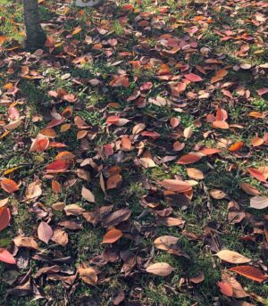 Derya Artemel Instagram - sonbahar - kış 🍁🌦💛
