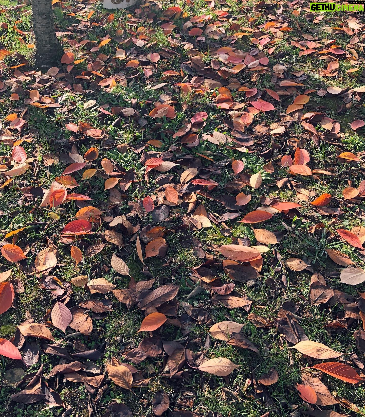Derya Artemel - 2.4K Likes - sonbahar - kış 🍁🌦💛