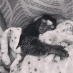 Diana Ankudinova Instagram - Не люблю откровенничать тут о том, что правда оставляет сильные трещины💔 Но этот маленький человечек ушёл. Тось, я часто не проявляла должную любовь, но перед тем, как уйти, ты дала понять, что ты всё знаешь. Умнее существа я ещё не встречала. Спасибо, что выбрала именно нас. Вселенная очень быстро и беспочвенно забрала тебя… спи, моя дорогая. Мы уже скучаем…