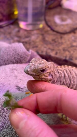Diane Neal Instagram - Lady Lizard Update: I like her. And I’m not sure I want to. Why? She can live THIRTY YEARS and will be nearly FIVE FEET long, and weigh TWENTY POUNDS. #crikey #iguana #lizard #mealtime #dingdingding #strawberries #kale #beets #romaine #carrots and a little bit of #finger #fingerfood