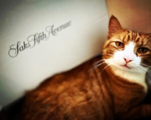 Diane Neal Instagram - #velvis found his new favorite place a @saks box full of tissue paper. #saksfifthavenue #newyorkcity #newdress