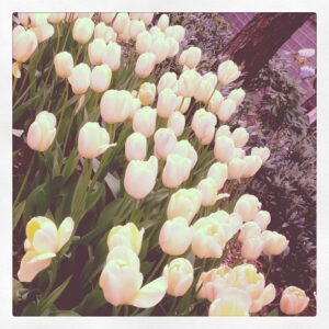 Diane Sawyer Instagram - Every spring is the only spring - a perpetual astonishment. -Ellis Peters
