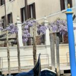 Diane van Fürstenberg Instagram - Wisteria blooming ! Primavera a Venezia ! ❤️🙏❤️