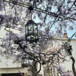 Diane van Fürstenberg Instagram - Wisteria blooming ! Primavera a Venezia ! ❤️🙏❤️