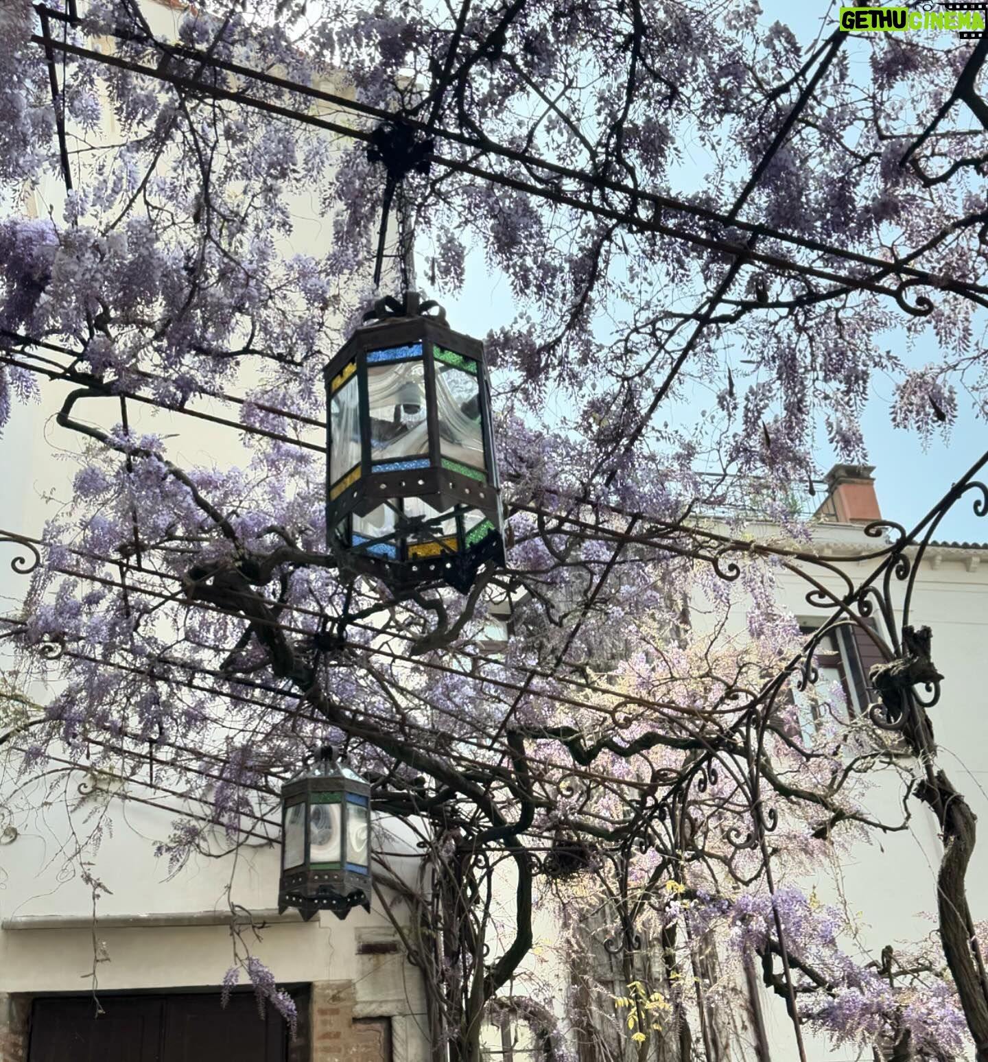 Diane van Fürstenberg Instagram - Wisteria blooming ! Primavera a Venezia ! ❤️🙏❤️