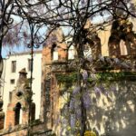 Diane van Fürstenberg Instagram - Wisteria blooming ! Primavera a Venezia ! ❤️🙏❤️