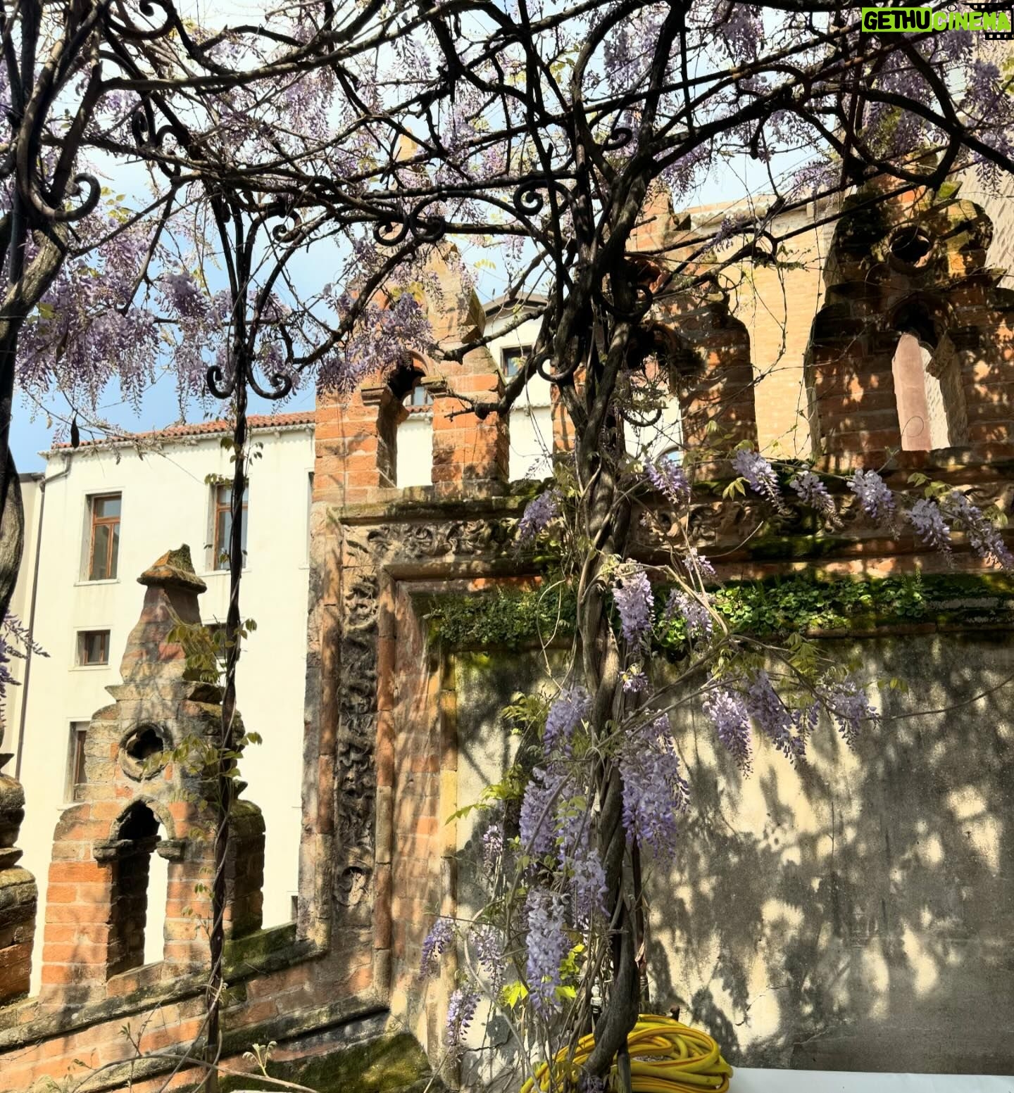 Diane van Fürstenberg Instagram - Wisteria blooming ! Primavera a Venezia ! ❤️🙏❤️