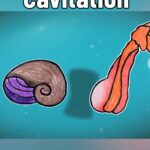Dianna Cowern Instagram - What has the hardest punch in the whole animal kingdom? You guessed right, the mantis shrimp! If you'd like to learn more, watch the full video below. Support Dianna during her recovery at patreon.com/physicsgirl Full video is Mantis Shrimp Punch at 40,000 fps on YouTube - link - https://youtu.be/m78_sOEadC8 Creator: Dianna Cowern Editor: Jabril Ashe Animations: Kyle Norby Research: Kate Furby Videography: Eric Birkemeier Editor: Levi Butner Thank You - National Geographic Video Smithsonian Channel Video Earth Unplugged Wichita Entertainment #mantisshrimp #mantisshrimppunch #punch #fastestpunch #hardestpunch #cavitation #slomo