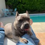 Dianne Doan Instagram - Our gorgeous girl is 9!!! Happy Gotcha Day Hen🥰Though we missed the first 6 years of your life, the past 3 have been pretty incredible. Here’s to many many more. OBSESSED beyond belief✨ #henrithehippo #adoptdontshop #dogsofinstagram #appreciationpost