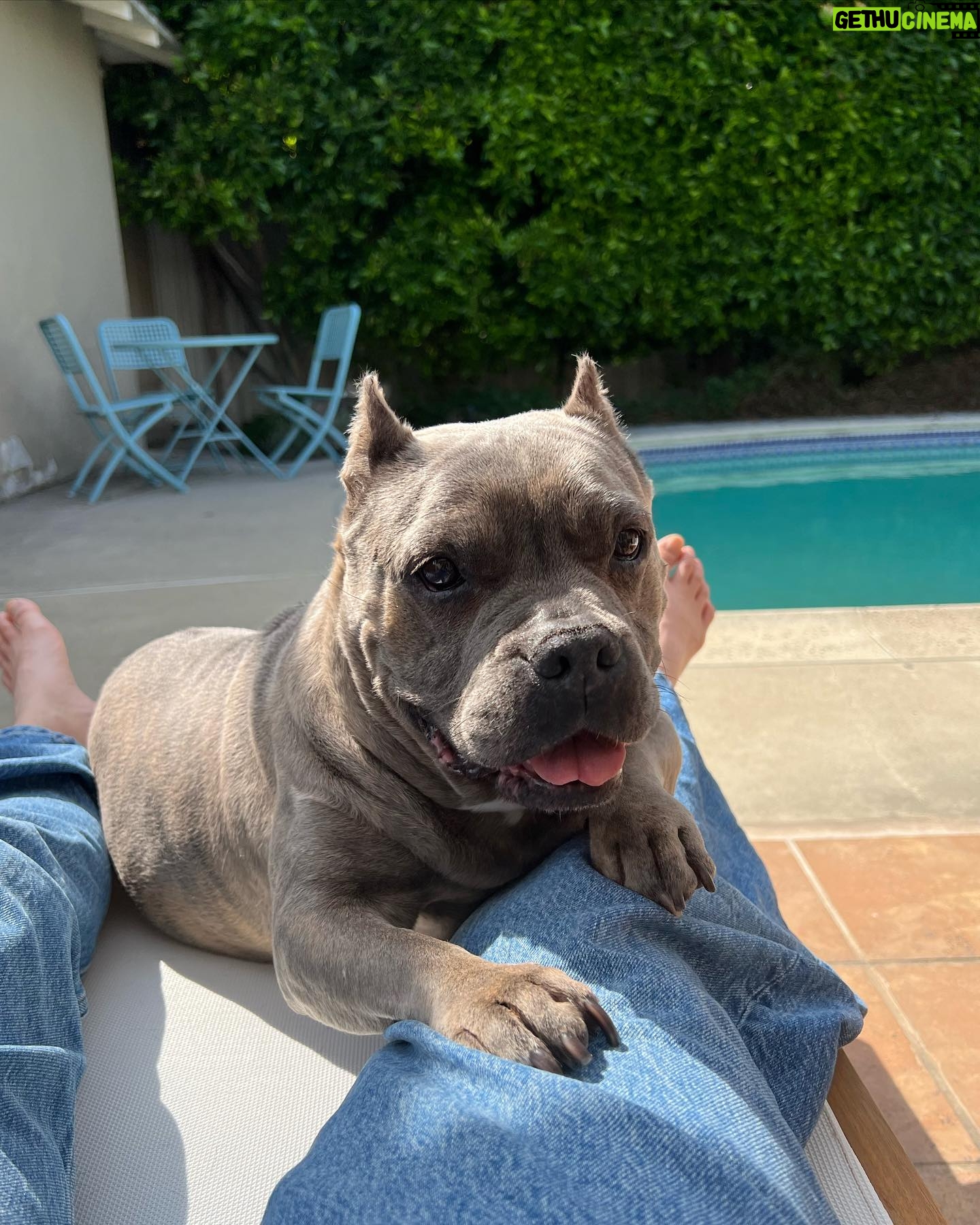 Dianne Doan Instagram - Our gorgeous girl is 9!!! Happy Gotcha Day Henš„°Though we missed the first 6 years of your life, the past 3 have been pretty incredible. Hereās to many many more. OBSESSED beyond belief⨠#henrithehippo #adoptdontshop #dogsofinstagram #appreciationpost