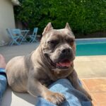 Dianne Doan Instagram - Our gorgeous girl is 9!!! Happy Gotcha Day Hen🥰Though we missed the first 6 years of your life, the past 3 have been pretty incredible. Here’s to many many more. OBSESSED beyond belief✨ #henrithehippo #adoptdontshop #dogsofinstagram #appreciationpost