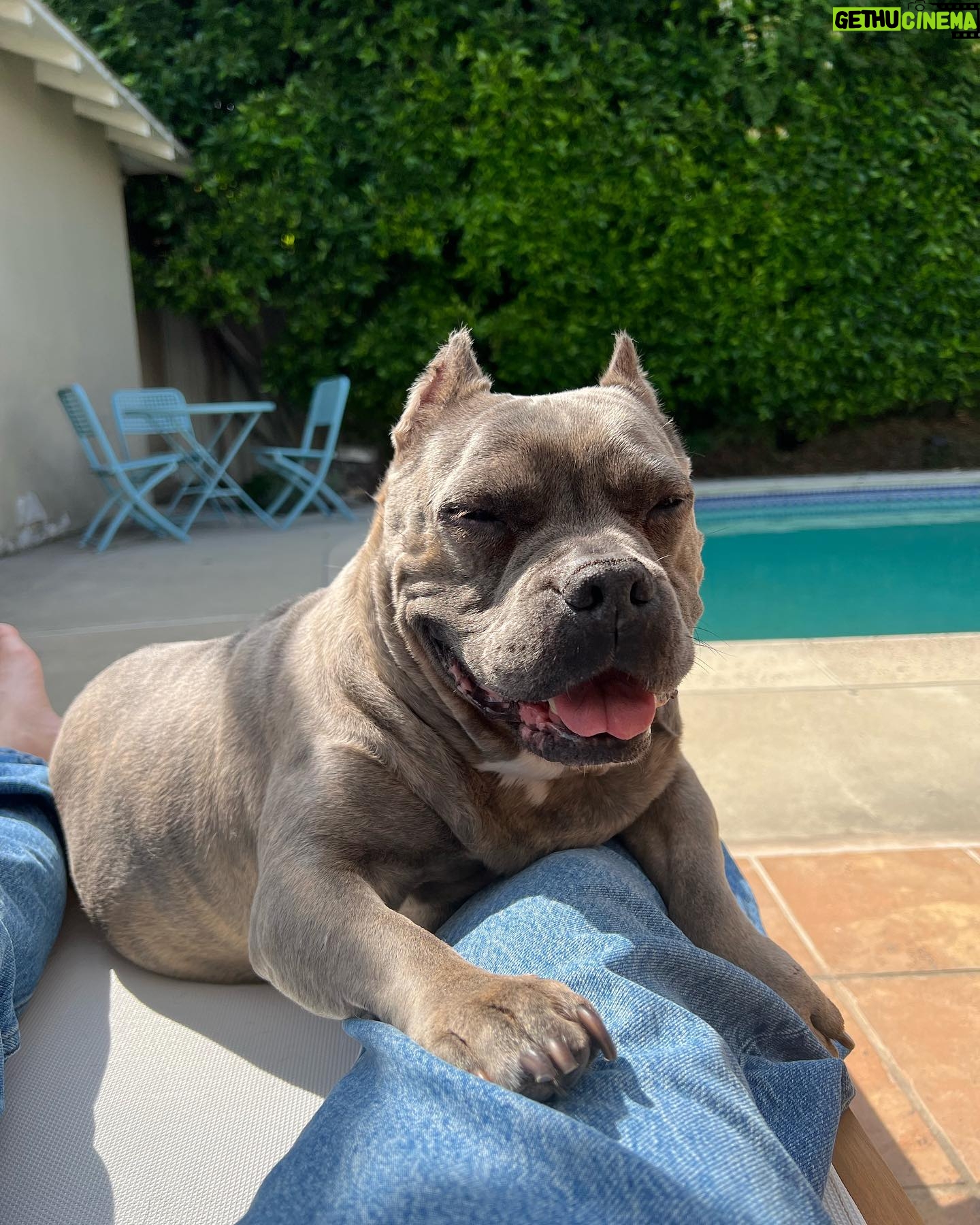 Dianne Doan Instagram - Our gorgeous girl is 9!!! Happy Gotcha Day Henš„°Though we missed the first 6 years of your life, the past 3 have been pretty incredible. Hereās to many many more. OBSESSED beyond belief⨠#henrithehippo #adoptdontshop #dogsofinstagram #appreciationpost