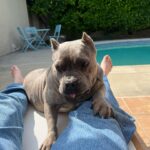 Dianne Doan Instagram - Our gorgeous girl is 9!!! Happy Gotcha Day Hen🥰Though we missed the first 6 years of your life, the past 3 have been pretty incredible. Here’s to many many more. OBSESSED beyond belief✨ #henrithehippo #adoptdontshop #dogsofinstagram #appreciationpost