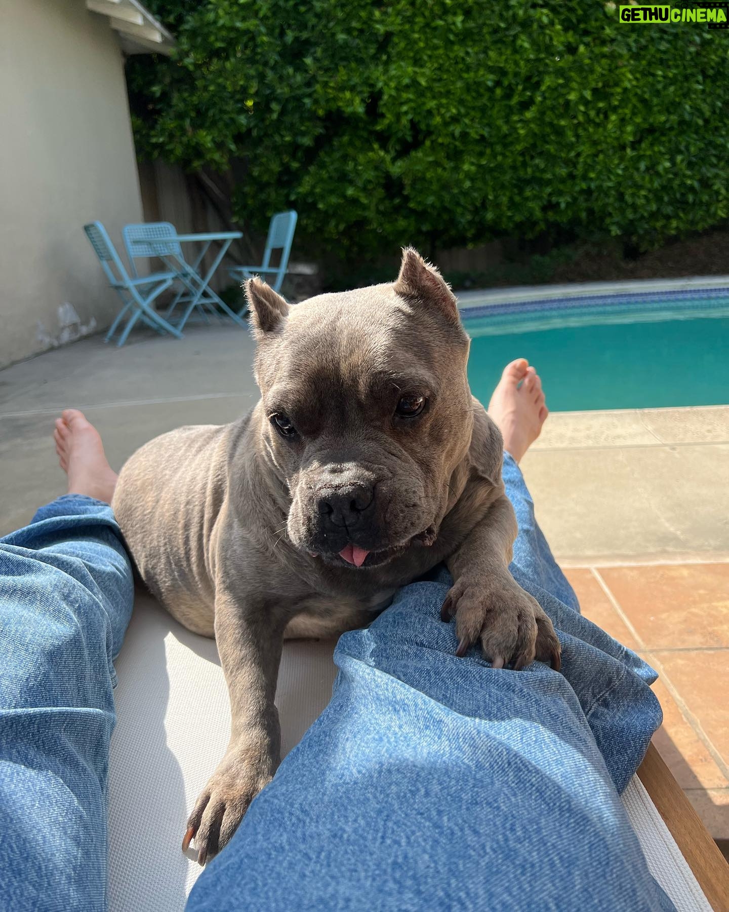 Dianne Doan Instagram - Our gorgeous girl is 9!!! Happy Gotcha Day Henš„°Though we missed the first 6 years of your life, the past 3 have been pretty incredible. Hereās to many many more. OBSESSED beyond belief⨠#henrithehippo #adoptdontshop #dogsofinstagram #appreciationpost