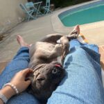 Dianne Doan Instagram - Our gorgeous girl is 9!!! Happy Gotcha Day Hen🥰Though we missed the first 6 years of your life, the past 3 have been pretty incredible. Here’s to many many more. OBSESSED beyond belief✨ #henrithehippo #adoptdontshop #dogsofinstagram #appreciationpost
