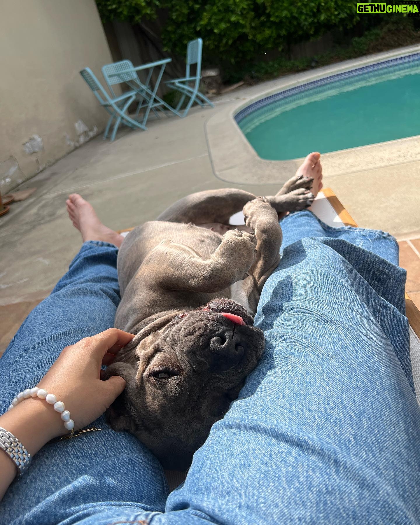 Dianne Doan Instagram - Our gorgeous girl is 9!!! Happy Gotcha Day Henš„°Though we missed the first 6 years of your life, the past 3 have been pretty incredible. Hereās to many many more. OBSESSED beyond belief⨠#henrithehippo #adoptdontshop #dogsofinstagram #appreciationpost
