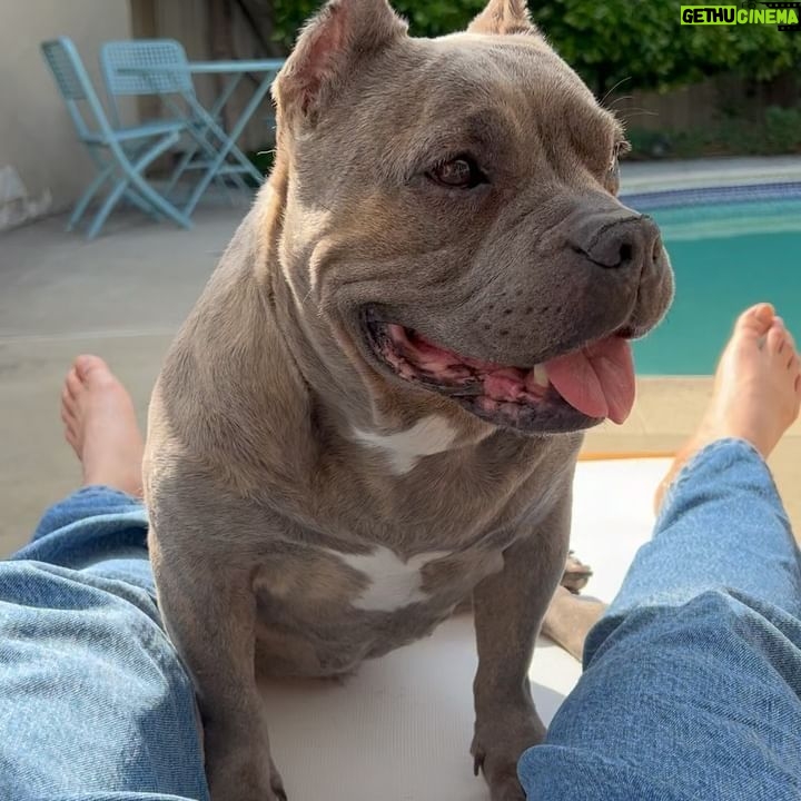 Dianne Doan Instagram - Our gorgeous girl is 9!!! Happy Gotcha Day Henš„°Though we missed the first 6 years of your life, the past 3 have been pretty incredible. Hereās to many many more. OBSESSED beyond belief⨠#henrithehippo #adoptdontshop #dogsofinstagram #appreciationpost
