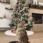 Dilan Telkök Instagram – 🐦‍⬛🎄