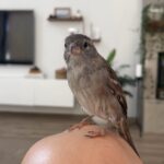 Dilan Telkök Instagram – küçücük bünyenle koskocaman bi yer kaplamışsın meğer benliğimde hırçın şahikam. Daha özgür uçabildiğin yerdesin 🖤♾️