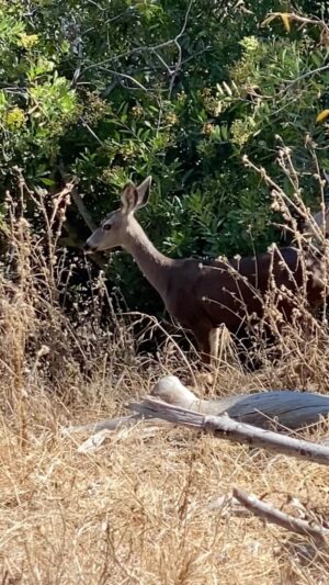 Dina Meyer Instagram - Beautiful moments from a special hike that wanted to share with you.

So beautiful and so healing… 
Feel the love.

Watch until the end and see what I mean.
🥰
Then get outside and enjoy the day.
❤️🙏

#nature #hike #animals #wildlife #deer #motivation #inspiration #happy #joy #smile #love