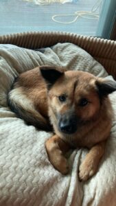 Dionne Slagter Instagram - Dolly is een grote zus geworden! Dit is Leia, geadopteerd vanuit Zuid-Korea. Ze werd gered uit een killing shelter dankzij @lucys_village_rescue en @btsj_and_human 🙏🏻 Dit droppie had er anders niet meer geweest 🥺❤️ Ze is pas sinds dinsdag in Europa en afgelopen vrijdag heb ik haar in België opgehaald. Ik was meteen verliefd! Het zal nog een tijdje duren voordat ze zichzelf gaat zijn, want Leia heeft een hele hoop meegemaakt, waaronder helaas ook hele verdrietige dingen. Ze is nog heel angstig, maar elk stapje voelt als een overwinning. Vanochtend kwam ze mij kwispelend begroeten, ze volgt mij soms door het huis, aaien mag steeds vaker en na 24 uur haar plasje op te hebben gehouden, deed ze dit eindelijk voor het eerst. Dolly vindt het allemaal prima en ondanks dat ze normaal een jaloers hondje is, geeft ze Leia alle ruimte. Leia lijkt zich ook echt aan haar op te trekken. Zonder Dolly vindt Leia het uitlaten veel spannender en in de auto ging ze steeds dichterbij haar zitten als het even teveel werd. Leia is echt een knappert en lijkt misschien net een pup, maar ze zou tussen de 2-4 jaar oud moeten zijn en is een Korean Village Dog/Jindo mix. Leia is extreem zachtaardig, intelligent en nieuwsgierig. Ze heeft 3 pups gekregen in het shelter (die werden in Zuid-Korea geplaatst) dus ze is een moedertje. We gaan er in ieder geval alles aan doen om haar een warm thuis te geven met alle liefde en geduld ❤️🙏🏻 Welkom lieve Leia. Thank you so much for saving Leia @btsj_and_human @lucys_village_rescue 🌹