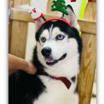 Divya Bharathi Vetrivel Instagram – 𝓜𝓮𝓻𝓻𝔂 𝓒𝓱𝓻𝓲𝓼𝓽𝓶𝓪𝓼🎄🐶❤️

📸 @nivashinidivya 🕶️

#nivashinidivya #nivasdogs #huskies #englishretriever #streetdog #doglover #dogmom #nivashini_ma #instagood #dogsofinstagram 🐾
