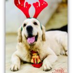 Divya Bharathi Vetrivel Instagram – 𝓜𝓮𝓻𝓻𝔂 𝓒𝓱𝓻𝓲𝓼𝓽𝓶𝓪𝓼🎄🐶❤️

📸 @nivashinidivya 🕶️

#nivashinidivya #nivasdogs #huskies #englishretriever #streetdog #doglover #dogmom #nivashini_ma #instagood #dogsofinstagram 🐾