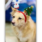 Divya Bharathi Vetrivel Instagram – 𝓜𝓮𝓻𝓻𝔂 𝓒𝓱𝓻𝓲𝓼𝓽𝓶𝓪𝓼🎄🐶❤️

📸 @nivashinidivya 🕶️

#nivashinidivya #nivasdogs #huskies #englishretriever #streetdog #doglover #dogmom #nivashini_ma #instagood #dogsofinstagram 🐾