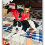Divya Bharathi Vetrivel Instagram – 𝓜𝓮𝓻𝓻𝔂 𝓒𝓱𝓻𝓲𝓼𝓽𝓶𝓪𝓼🎄🐶❤️

📸 @nivashinidivya 🕶️

#nivashinidivya #nivasdogs #huskies #englishretriever #streetdog #doglover #dogmom #nivashini_ma #instagood #dogsofinstagram 🐾