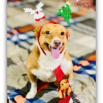 Divya Bharathi Vetrivel Instagram – 𝓜𝓮𝓻𝓻𝔂 𝓒𝓱𝓻𝓲𝓼𝓽𝓶𝓪𝓼🎄🐶❤️

📸 @nivashinidivya 🕶️

#nivashinidivya #nivasdogs #huskies #englishretriever #streetdog #doglover #dogmom #nivashini_ma #instagood #dogsofinstagram 🐾