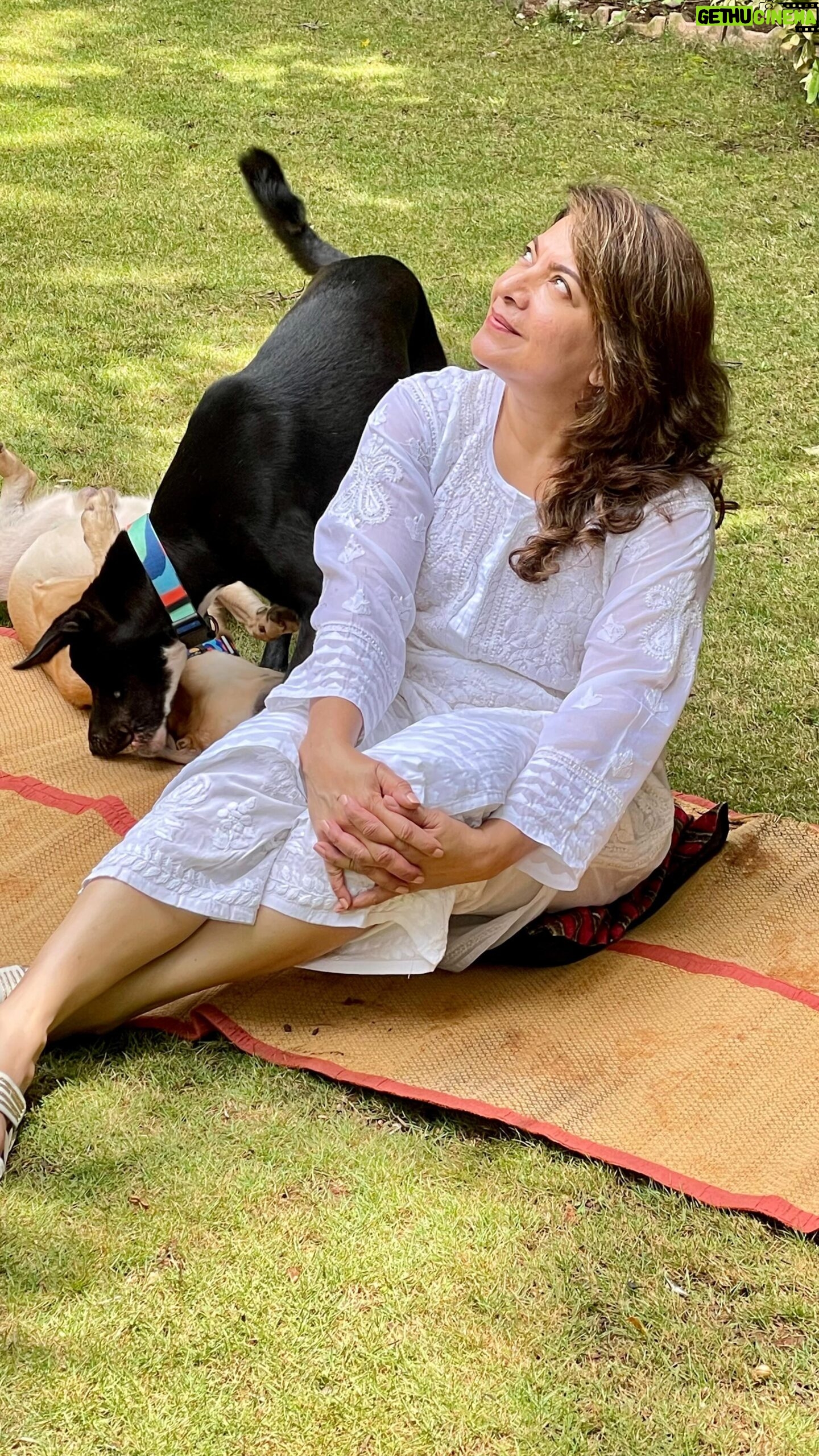 Divya Seth Shah Instagram - “The Greatness of a Nation and it’s Moral progress can be judged by the way it’s Animals are Treated “ -Mahatma Gandhi . . . Photography @theartisticbrat_mihika #happyrepublicday🇮🇳 #india #mine #my #home #love #freedom #fight #rights #77 #dogs #indies #street #adoptdontshop #iloveyou #indian #mahatmagandhi #sentientbeings #responsibility