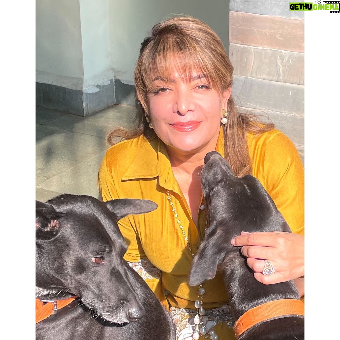 Divya Seth Shah Instagram - Thank you Maple 🍁 For sending So Many more to fill the Space You left … They’re naughtier than You But they will learn to Love like You Hope there are cucumbers wherever You are 🥹 . . . #dog #dogoftheday #dogsofinstagram #doglover #indie #indiedog #loving #loyal #handsome #guarddog #best #myboys