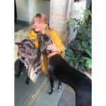 Divya Seth Shah Instagram - Thank you Maple 🍁 For sending So Many more to fill the Space You left … They’re naughtier than You But they will learn to Love like You Hope there are cucumbers wherever You are 🥹 . . . #dog #dogoftheday #dogsofinstagram #doglover #indie #indiedog #loving #loyal #handsome #guarddog #best #myboys