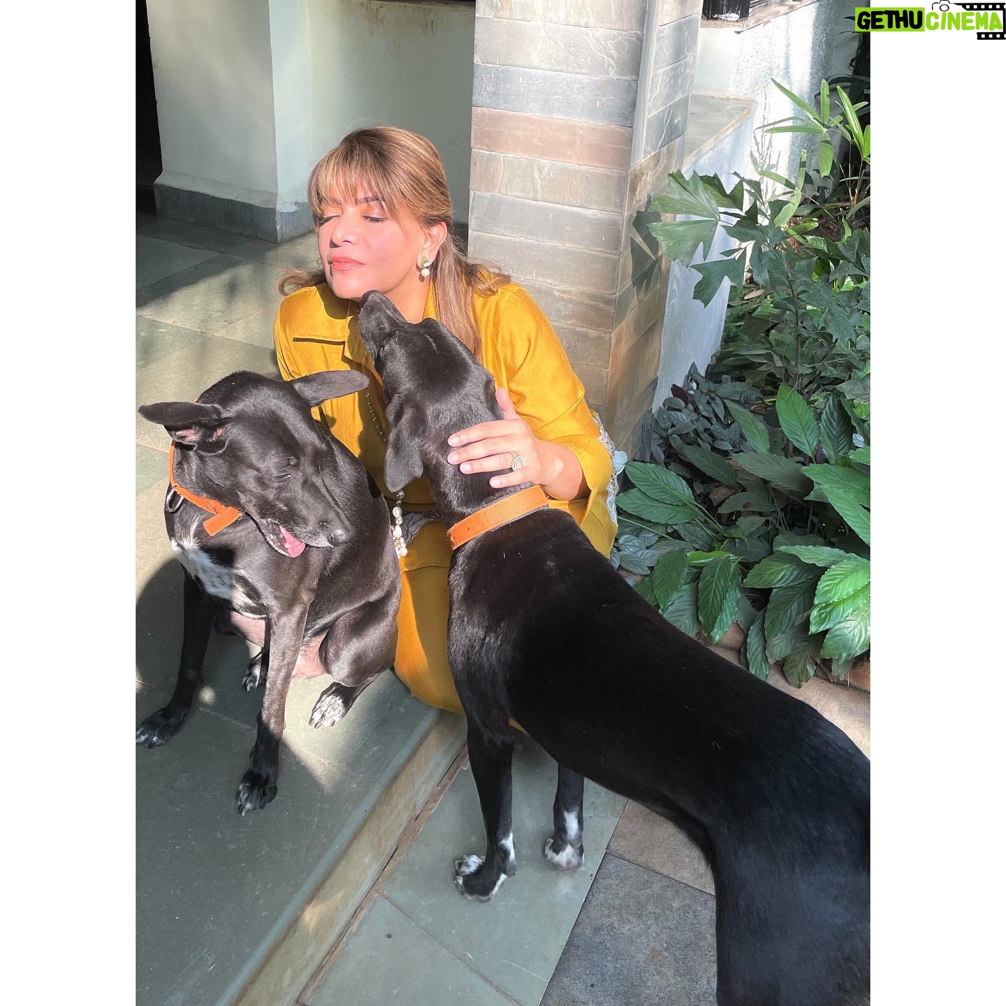 Divya Seth Shah Instagram - Thank you Maple 🍁 For sending So Many more to fill the Space You left … They’re naughtier than You But they will learn to Love like You Hope there are cucumbers wherever You are 🥹 . . . #dog #dogoftheday #dogsofinstagram #doglover #indie #indiedog #loving #loyal #handsome #guarddog #best #myboys