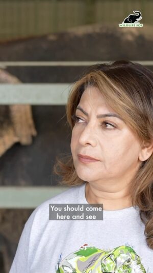 Divya Seth Shah Instagram - It has been quite a privilege to host the well-known actor, Divya Seth Shah at the Wildlife SOS elephant centres in Mathura! 

During her visit, Divya was deeply moved by the stories of our resident elephants and how they were rescued from situations of extreme abuse and brutality. It is crucial to  show how these gentle giants are living now, slowly recovering from their traumatic pasts. 

Watch what Divya has to say about her experience meeting the resident elephants at the Wildlife SOS centre!💚

#WildlifeSOS #Wildlifeconservation #Asianelephants #rescuedanimals #divyasethshah