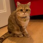 Dolly Alderton Instagram - My first Westwood, Goldie’s first collar. Big week for the gals.
