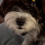 Doretta Papadimitriou Instagram – Συζήτηση κανονική 🐶
#gigi #loveher