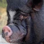 Dot-Marie Jones Instagram - Today we lost a Champion. Bret was the best piggy and toughest boy ever. For 9 years you were our baby boy. That rainbow 🌈 you crossed today will take away all the arthritis pain and you will be running wild. We already miss you so much our hearts are broken but we also know you’re in a better place. We love you our Bret Michaels forever and champion 🏆❤️🌈💔🐽
