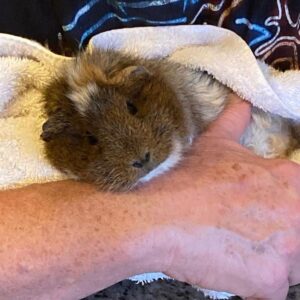 Dot-Marie Jones Instagram - Our sweet baby girl Abba Loo the Guinea pig passed away tonight in our arms she was our sweet funny lil squeaky baby! Breaks my heart!  I will miss her everyday! @bridgettcjones @sav.par  #guineapig #petsarefamily