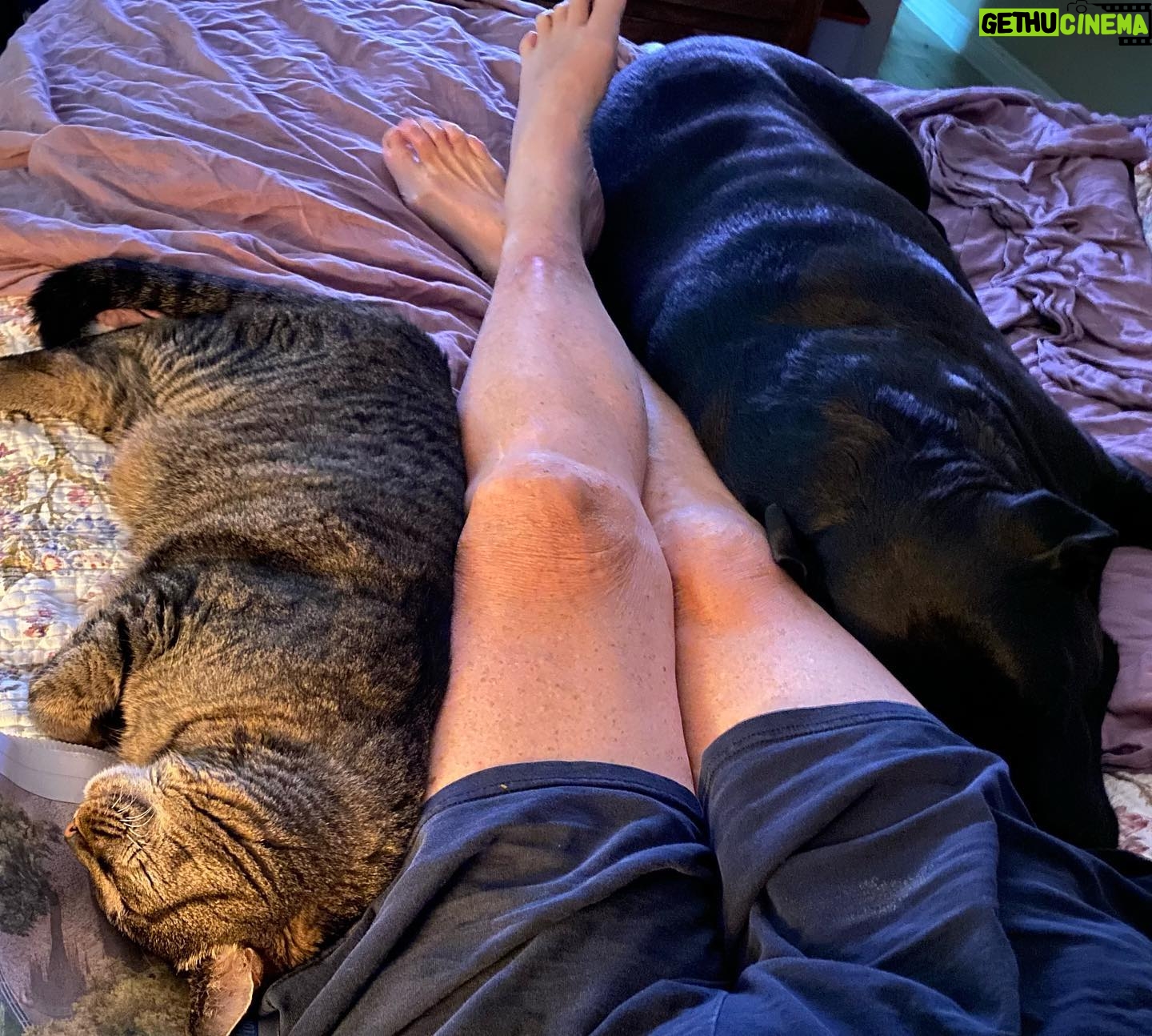 Dot-Marie Jones Instagram - The sweetest babies ever!!! Doolin (cat) and Fancy (pup) and sometimes they let me get up.