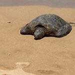 Dot-Marie Jones Instagram - Nap on the beach! I never wanna leave here!! Thank you Hawaii for a slice of heaven, thank you may We have another. @bridgettcjones #MAUI 🤙🏻❤️🐢🌺🌸 🏝 🌊