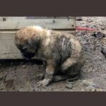 Duygu Yetiş Instagram - 🚨I am calling all the countries who can help us. We are perished and devastated with the total 112 fires. The ones that we can’t stop are still going so strong. We dont have enough fire fighting planes to stop it. We lost 8 people, so many animals and our forests.