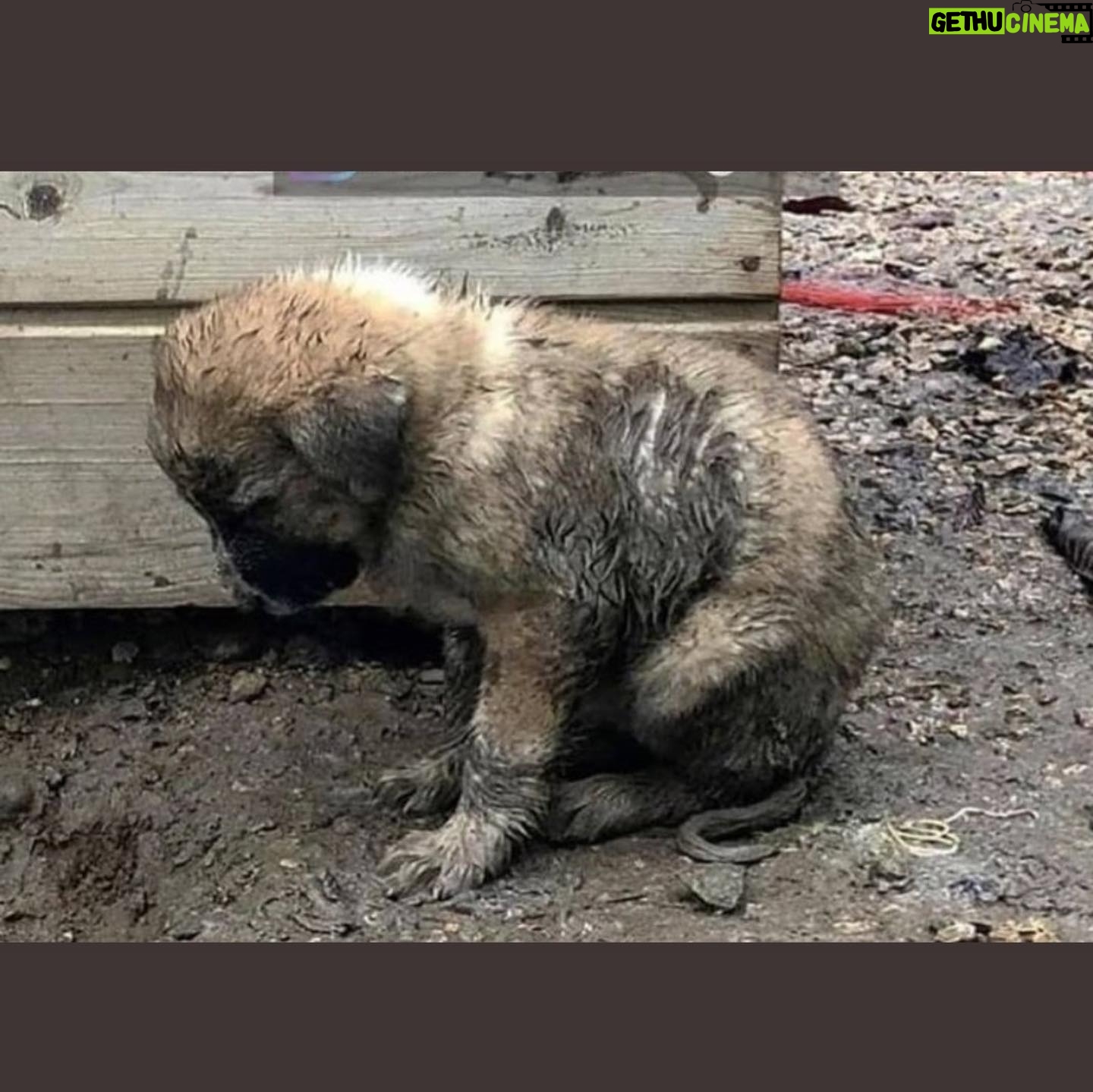 Duygu Yetiş - 9.1K Likes - 🚨I am calling all the countries who can help us. We are perished and devastated with the total 112 fires. The ones that we can’t stop are still going so strong. We dont have enough fire fighting planes to stop it. We lost 8 people, so many animals and our forests.