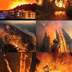 Duygu Yetiş Instagram - 🚨I am calling all the countries who can help us. We are perished and devastated with the total 112 fires. The ones that we can’t stop are still going so strong. We dont have enough fire fighting planes to stop it. We lost 8 people, so many animals and our forests.