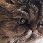 Ebru Cündübeyoğlu Instagram - Hayatıma kattığın ve öğrettiğin nice güzellikler için minnettarım 🤍 Keşke böyle olmasaydı be Şanso’m kalbim hep bir buruk kalacak