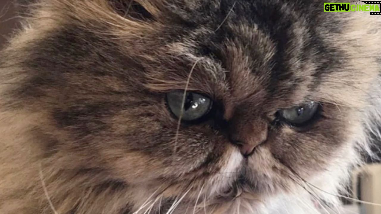 Ebru Cündübeyoğlu Instagram - Hayatıma kattığın ve öğrettiğin nice güzellikler için minnettarım 🤍 Keşke böyle olmasaydı be Şanso’m kalbim hep bir buruk kalacak