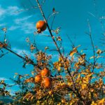 Ebru Cündübeyoğlu Instagram – Köyceğiz’de 🍊🍋
@raciyesukusu 🤍
@waterbird69 🤍