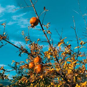 Ebru Cündübeyoğlu Instagram - Köyceğiz’de 🍊🍋
@raciyesukusu 🤍
@waterbird69 🤍