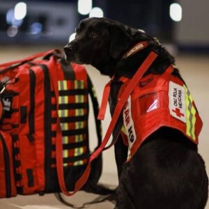 Ece Yörenç Instagram - Welcome and  THANK YOU guys❤️we need your new miracles ❤️ 🐕‍🦺🦮❤️❤️❤️❤️ GOOD LUCK❤️
 @weratedogs
•
Mexico's famous search and rescue dogs are currently flying to Turkey following the devastating earthquakes Monday morning. Their mission is to save lives. 14/10 for all. Our hearts are with everyone affected ❤️ 

You'll see members of the team sporting rescue gear with Frida on it. Frida was an absolute legend who gained international fame for her rescue work after the 2017 Mexico earthquakes. She located over 50 people during her long rescue career, and paved the way for one of the most impressive canine teams in the world.
(courtesy @marceloebrard2024 

@weratedogs'tan
 Meksika'nın ünlü arama kurtarma köpekleri, Pazartesi sabahı meydana gelen yıkıcı depremlerin ardından şu anda Türkiye'ye doğru yola çıktılar. Görevleri hayat kurtarmak❤️ Kalbimiz sizinle çocuklar❤️
Kurtarma ekibinin kıyafetlerinin üstünde efsane köpek “Frida”nın resmini görüyoruz. Frida, 2017 Meksika depremlerinden sonra kurtarma çalışmaları ile uluslararası üne kavuşan bir efsaneydi.  Uzun kurtarma kariyeri boyunca 50'den fazla kişinin yerini tespit etti ve dünyanın en etkileyici köpek ekiplerinden birinin yolunu açtı.