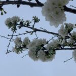 Ece Çeşmioğlu Instagram -